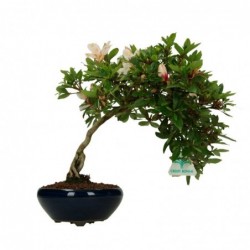Azalea Var. Hi-no-maru - 26 cm