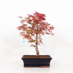 Acer palmatum deshojo -...