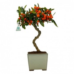 Citrus kinzu - 42 cm