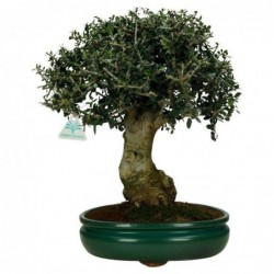 Olea europaea sylvestris -...