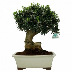 Olea europaea sylvestris -...