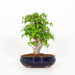 Acer buergerianum - Acero -...