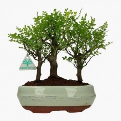 Zanthoxylum - Albero del...