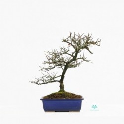 Cotoneaster - cotognastro -...