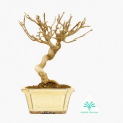 Acer buergerianum - acero -...