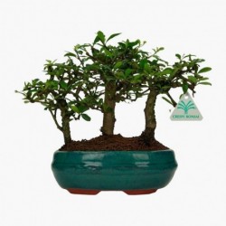 Carmona macrophylla -...