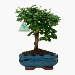 Carmona macrophylla -...
