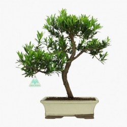 Podocarpus macrophylla - 46 cm