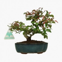 Euonymus - Evonimo - 17 cm