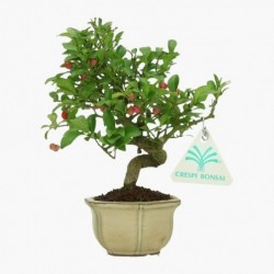 Euonymus - Evonimo - 18 cm