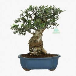 Olea europaea sylvestris -...