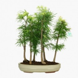 Pseudolarix - Larice - 48 cm