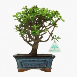 Crassula - 24 cm