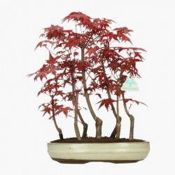 Acer palmatum Deshojo -...