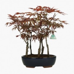 Acer palmatum Nomura -...