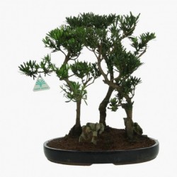 Podocarpus macrophylla - 39 cm