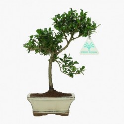 Ilex crenata - agrifoglio -...