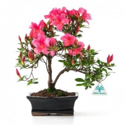 Azalea - 31 cm