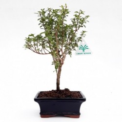 Serissa foetida variegata -...