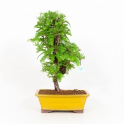 Metasequoia - 48 cm