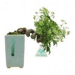 Euonymus sieboldianus -...