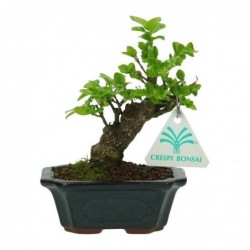 Euonymus - Evonimo - 16 cm