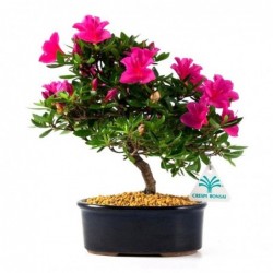 Azalea - 26 cm