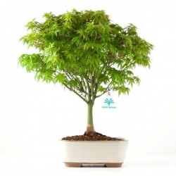 Acer palmatum Kyohime -...