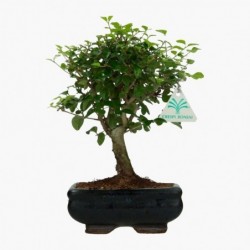 Ligustrum - Ligustro - 22 cm