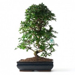 Carmona macrophylla -...