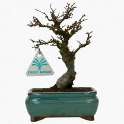 Ilex serrata - agrifoglio -...