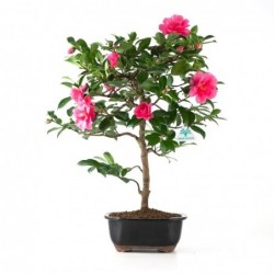 Camellia sasanqua - 52 cm