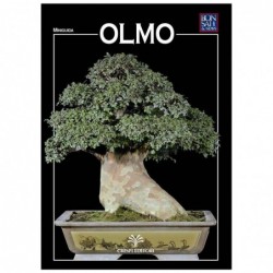 Olmo - Miniguida BONSAI & news