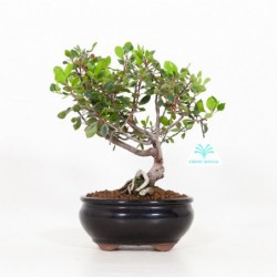 Rhamnus Alaternus -...