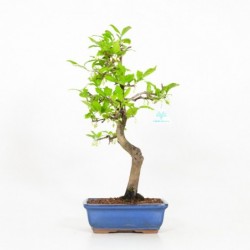 Diospyros kaki - Cachi - 46 cm