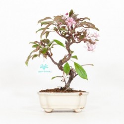 Malus domestica - Melo - 27 cm
