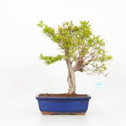 Punica granatum - Melograno...