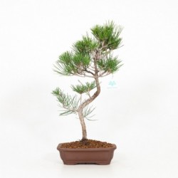 Pinus thunbergii - Pino -...