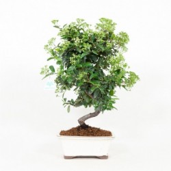 Pyracantha Coccinea - 44 cm