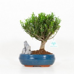 Buxus Hayrlandii - Bosso -...