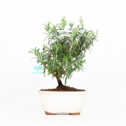 Rosmarinus officinalis -...