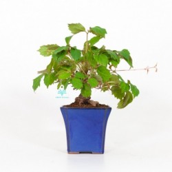 Partenocissus Tricuspidata...