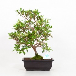 Rhododendron Indicum...