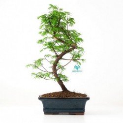 Metasequoia - 39 cm