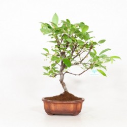 Malus evereste - Melo - 41 cm