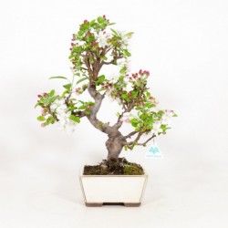 Malus evereste - Melo - 49 cm