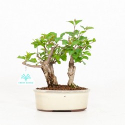 Syringa vulgaris - Lillà -...