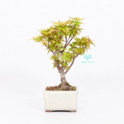 Acer palmatum kotohime -...
