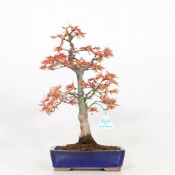 Acer palmatum saigen -...