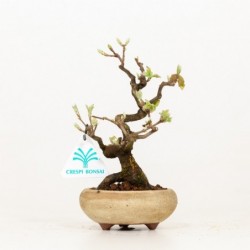Acer buergerianum - acero -...